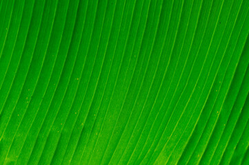 Obraz premium close up on green banana tree leaf as background
