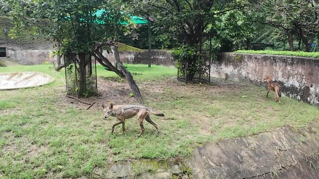Two wild jackals standing in their grassy enclosure at a public zoo in Chandigarh, India.