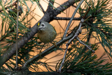 mysikr&oacute;lik portret w lesie na gałęzi