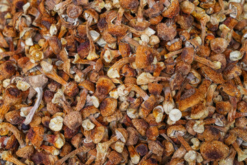  dry mushroom as food background