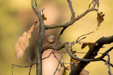 mysikr&oacute;lik portret w lesie na gałęzi
