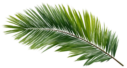 Palm leaf isolated. green coconut palm branch on isolated on transparent background © MDOMAR