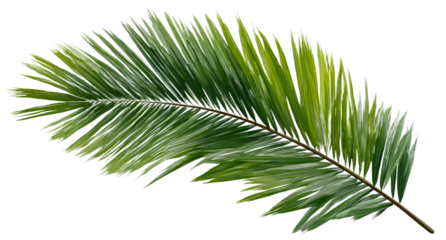 Palm leaf isolated. green coconut palm branch on isolated on transparent background