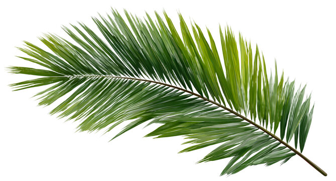 Palm leaf isolated. green coconut palm branch on isolated on transparent background