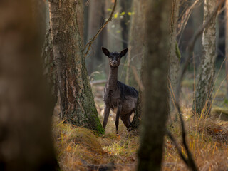 daniele w lesie czarny czarna dama byk