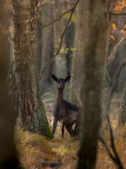 daniele w lesie czarny czarna dama byk