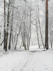 it is snowing heavily in the park, large flakes of snow are slowly falling on tree branches, no people, nobody
