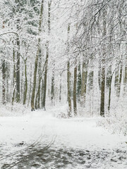it is snowing heavily in the park, large flakes of snow are slowly falling on tree branches, no people, nobody