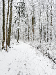 it is snowing heavily in the park, large flakes of snow are slowly falling on tree branches, no people, nobody