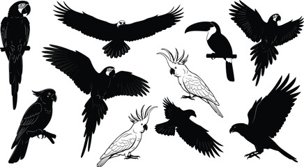 Obraz premium Set of tropical bird black silhouettes and outlines, macaw, toucan, eagle and cockatoo vector illustration collection for zoo logo or wildlife design.