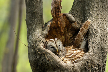 Strix uralensis owl with pale brown streaks and wide rounded wings