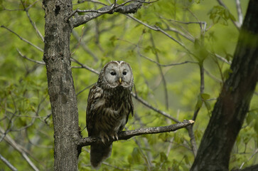 Strix uralensis perched forest owl with dark eyes and soft plumage
