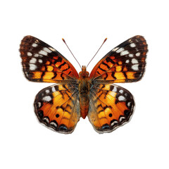 Obraz premium Colorful butterfly perched with outstretched wings displaying vivid patterns and colors in natural sunlight