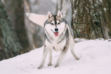 Siberian Husky Dog Running Outdoor In Snowy Field At Winter Day