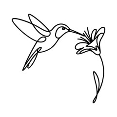 Minimalist line art hummingbird feeding on a flower