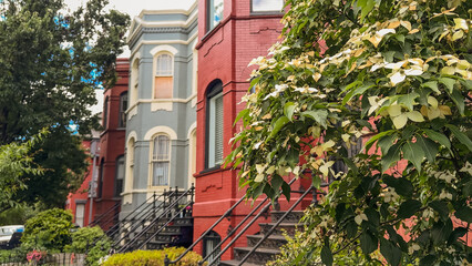 Flowering tree in front of red brick townhomes in Washington D.C.