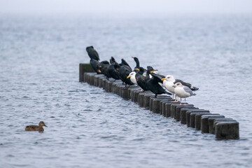 M&ouml;wen und Kormorane sitzen gemeinsam auf h&ouml;lzernen Buhnen in der Ostsee