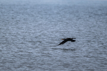 Fliegender Kormoran über die Ostsee