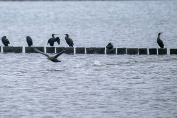 sitzende Kormorane auf hölzernen Buhnen in der Ostsee und fliegender Kormoran