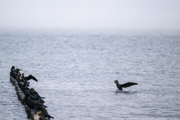 Fliegender Kormoran &uuml;ber die Ostsee