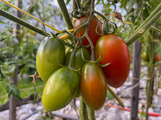 tomatoes ripen in the garden in the open air