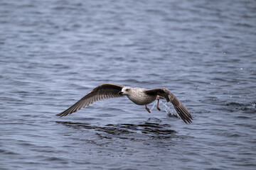 Silberm&ouml;we startet schwerf&auml;llig, l&auml;uft &uuml;ber das Wasser bist sich erhebt