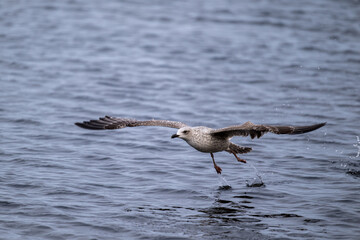Silberm&ouml;we startet schwerf&auml;llig, l&auml;uft &uuml;ber das Wasser bist sich erhebt