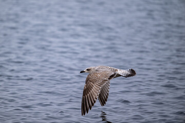 Silberm&ouml;we startet schwerf&auml;llig, l&auml;uft &uuml;ber das Wasser bist sich erhebt