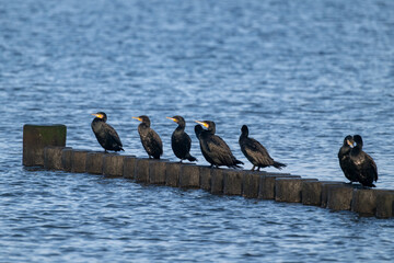 sitzende Kormorane auf hölzernen Buhnen in der Ostsee