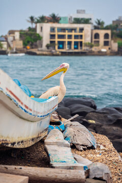 Dakar, Senegal. Great White Pelican standing next to a partially visible fishing boat on the rocky beach of Ngor