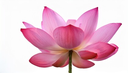 Fototapeta premium Pink Lotus Flower Blossom Close up of a Blooming Water Lily on White Background
