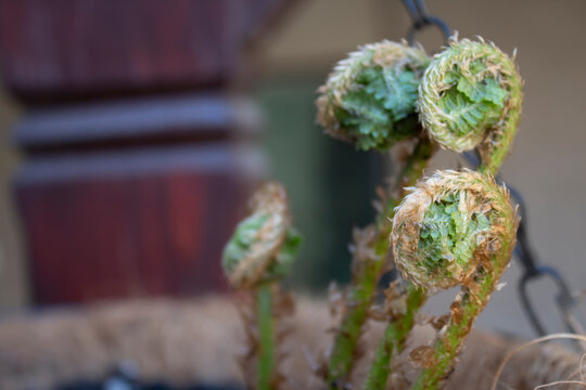Close-up of young fern fiddleheads unfurling in spring
