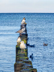 Fototapeta premium group of seagulls perches peacefully on a moss-covered breakwater stretching into the calm blue sea under a clear sky, evoking a serene coastal atmosphere