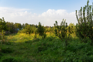 Obraz premium Young Apple Orchard in Summer