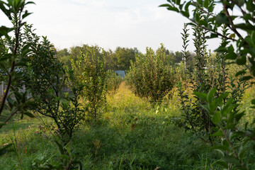 Young Apple Orchard in Summer