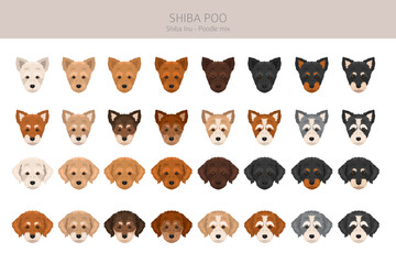 Shiba Poo (Poo Shi) clipart. Shiba Inu Poodle mix. Different coat colors set.  Vector illustration