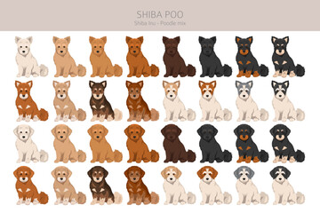 Shiba Poo (Poo Shi) clipart. Shiba Inu Poodle mix. Different coat colors set.  Vector illustration