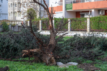 A large uprooted tree lies across a grassy area near apartment buildings and a fence in a residential neighborhood.
