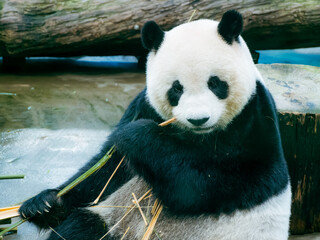 Obraz premium 台北市立動物園