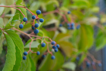 Blue Berries on Green Leaves