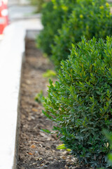 Blooming Yellow Buds and Green Foliage in Garden