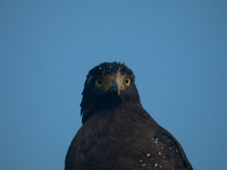 Close-up of Crested Serpent Eagle in Natural Habitat
Crested Serpent Eagle Portrait Showing Feather Detail
Detailed Close-up of Crested Serpent Eagle Eyes and Plumage