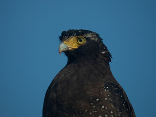 Close-up of Crested Serpent Eagle in Natural Habitat
Crested Serpent Eagle Portrait Showing Feather Detail
Detailed Close-up of Crested Serpent Eagle Eyes and Plumage
