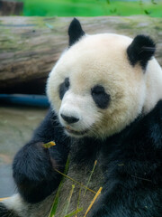 Obraz premium 台北市立動物園