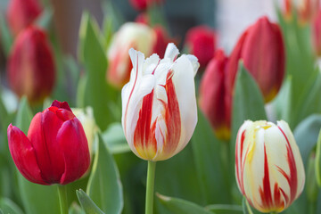 White and red variegated tulip