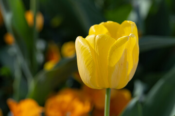 Bright yellow tulip