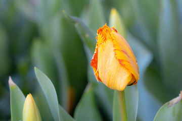Yellow and orange variegated fringed tulip
