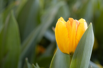 Bright yellow tulip with soft orange accents