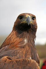 Closeup of a Golden Eagle looking at the viewer, England
