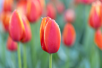 Red tulip bud with yellow edges
